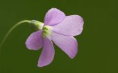 חמציץ משולש (סגול) Oxalis triangularis, סירטון