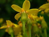 סביון מזוות Senecio angulatus, סירטון