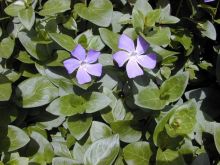 וינקה גדולה, Vinca major - סירטון