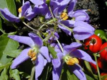 סולנום מטפס Solanum seaforthianum, סירטון