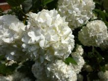 מורן שסוע עלים 'ורוד' Viburnum opulus Roseum, סירטון