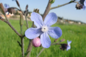 לשון הפר הסמורה - Anchusa strigosa