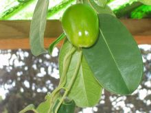 סטפנוטיס רב פרחים , Stephanotis floribunda Brongn