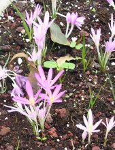 סתוונית היורה - Colchicum stevenii