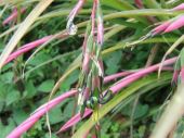 בילברגיה נטויה Billbergia nutans, סירטון