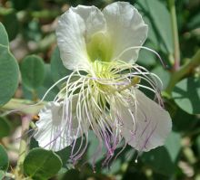 צלף קוצני Capparis spinosa, סירטון