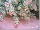 קרסולה שקופה זעירה 'לבנת שוליים' Crassula pellucida Minuta Albomarginata, סירטון