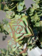 קרסולה מנוקבת Crassula perforata, סירטון