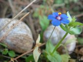 מרגנית השדה - Anagallis arvensis