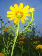 חרצית עטורה - Chrysanthemum coronarium