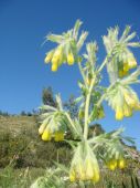 סומקן ענקי - Onosma gigantea