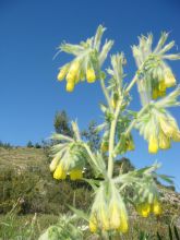 סומקן ענקי - Onosma gigantea