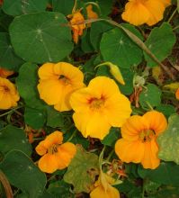 כובע הנזיר - Tropaeolum majus