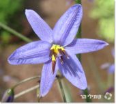 דיאנלה מופשלת 'ליטל רב' , Dianella revoluta Little Rev - סירטון