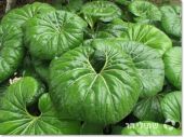 פרפוגיון יפני Farfugium japonicum, סירטון