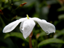 יסמין פרחוני Jasminum polyanthum, סירטון