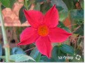 מנדוילה 'סן פרסול קרימזון' Mandevilla Sun Parasol Crimson, סירטון