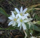 נץ חלב הררי - Ornithogalum montanum