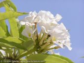 עב גזע הרדופי Pachypodium lamerei, סירטון