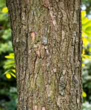 רוביניה בת השיטה Robinia pseudoacacia, סירטון