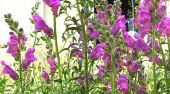 לוע ארי גדול - Antirrhinum majus