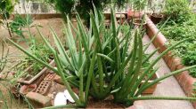 כידונן גלילני Sansevieria cylindrica, סירטון