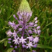 בן חצב יקינתוני - Scilla hyacinthoides