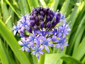 בן חצב סוככי Scilla peruviana, סירטון