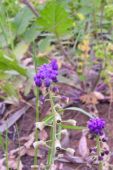 כדן קטן פרחים - Muscari parviflorum