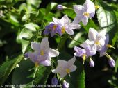 סולנום יסמיני Solanum jasminoides, סירטון