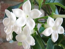 סטפנוטיס Stephanotis floribunda, סירטון