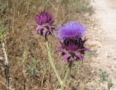 קנרס סורי - Cynara syriaca