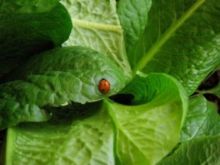 סובלים ממזיקים? תזמינו מועילים!