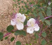 צלף קוצני - Capparis spinosa