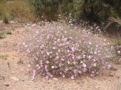 חבלבל השיח - Convolvulus dorycnium