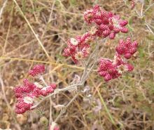 דם המכבים האדום - Helichrysum sanguineum