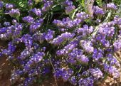 עדעד כחול - Limonium sinuatum