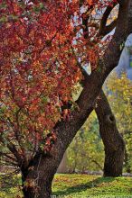 צבעי שלכת בגן