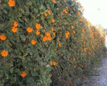 תונברגיה גרגורי , Thunbergia Gregorii