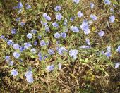 עולש מצוי - Cichorium pumilum