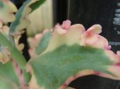 ניצנית מדגסקרית 'מגוון' Kalanchoe fedtchenoki Variegata, סירטון