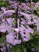 פלקטרנטוס 'מונה לוונדר' Plectranthus Mona Lavender, סירטון