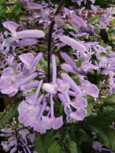 פלקטרנטוס 'מונה לוונדר' Plectranthus Mona Lavender, סירטון