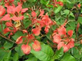 בוהיניה גלפיני Bauhinia galpinii, סרטון