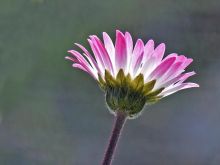 חיננית הבתה - Bellis sylvestris