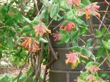 יערה ירוקת עד , Lonicera sempervirens