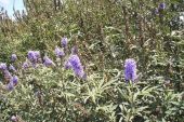 שיח אברהם מצוי - Vitex agnus castus