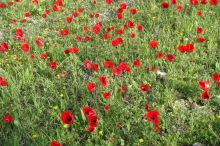 כלנית מצויה - Anemone coronaria