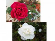 פרחים לשבת  - שני שושנים, אחד לבן שני אדום