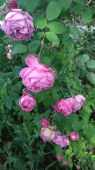 ריבת ורדים  - מהפרח קונט דה שמבור